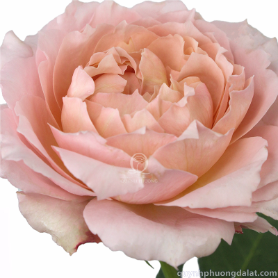 Flower Image