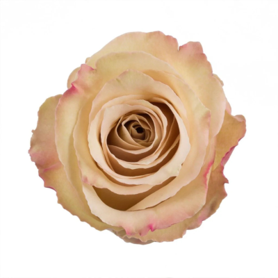 Flower Image