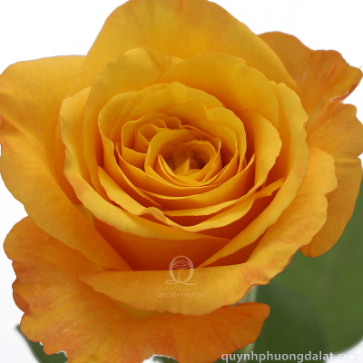 Flower Image