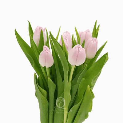 Tulip Hà Lan