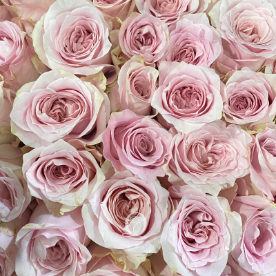 Flower Image