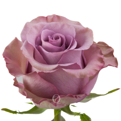 Flower Image