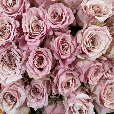 Flower Image