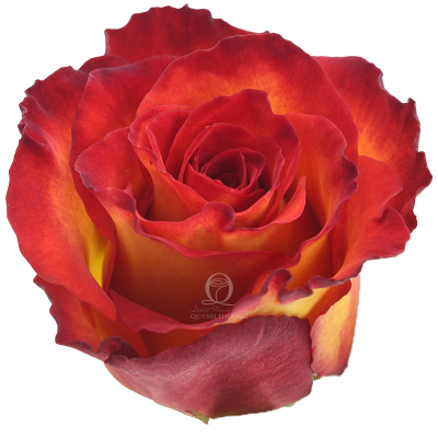 Flower Image