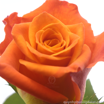 Flower Image