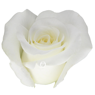 Flower Image