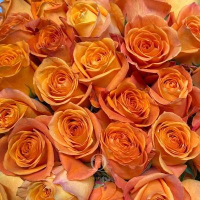 Flower Image