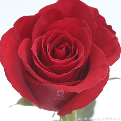 Flower Image