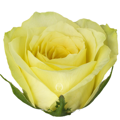 Flower Image