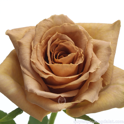 Flower Image