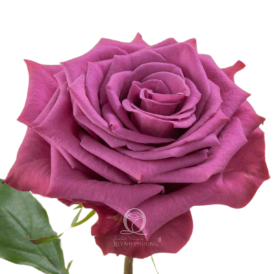 Flower Image