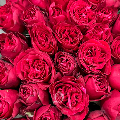 Flower Image