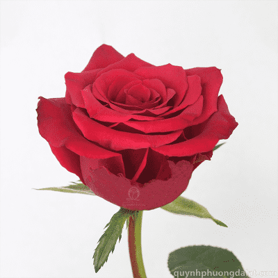 Hoa hồng đỏ Cô Dâu
