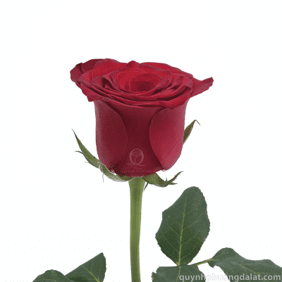 Hoa Hồng Đỏ Roder