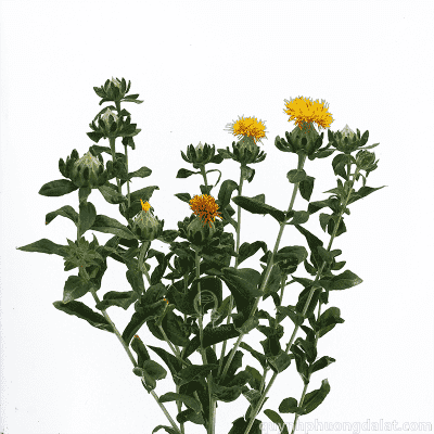Flower Image