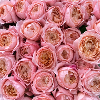 Flower Image