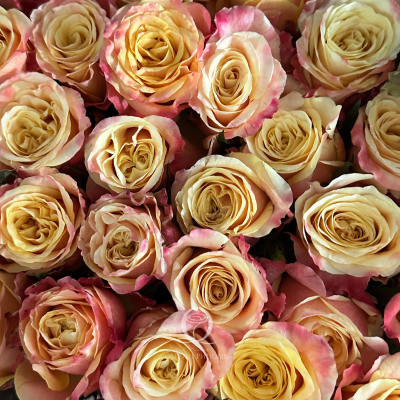Flower Image