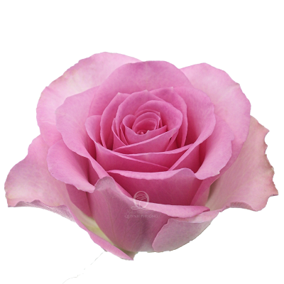 Flower Image