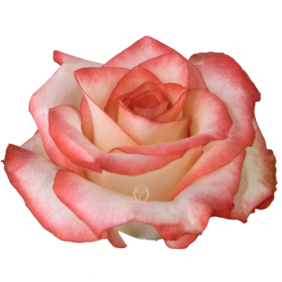Flower Image
