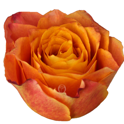 Flower Image