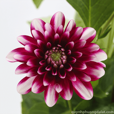 Flower Image