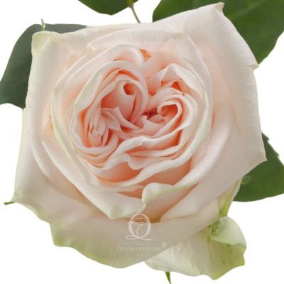 Flower Image