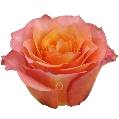 Flower Image