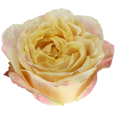 Flower Image
