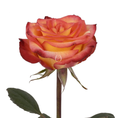 Flower Image